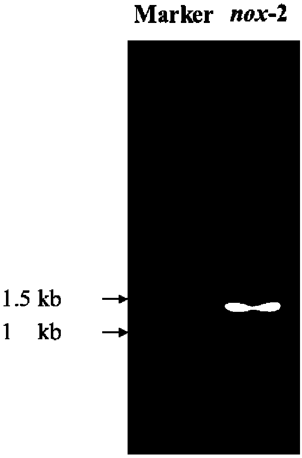 Cofactor regeneration mycobacteria and its application in fermentation of oil-water two-liquid phase