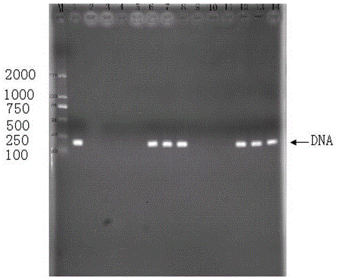 Tomato transformation method of agrobacterium tumefaciens mediation