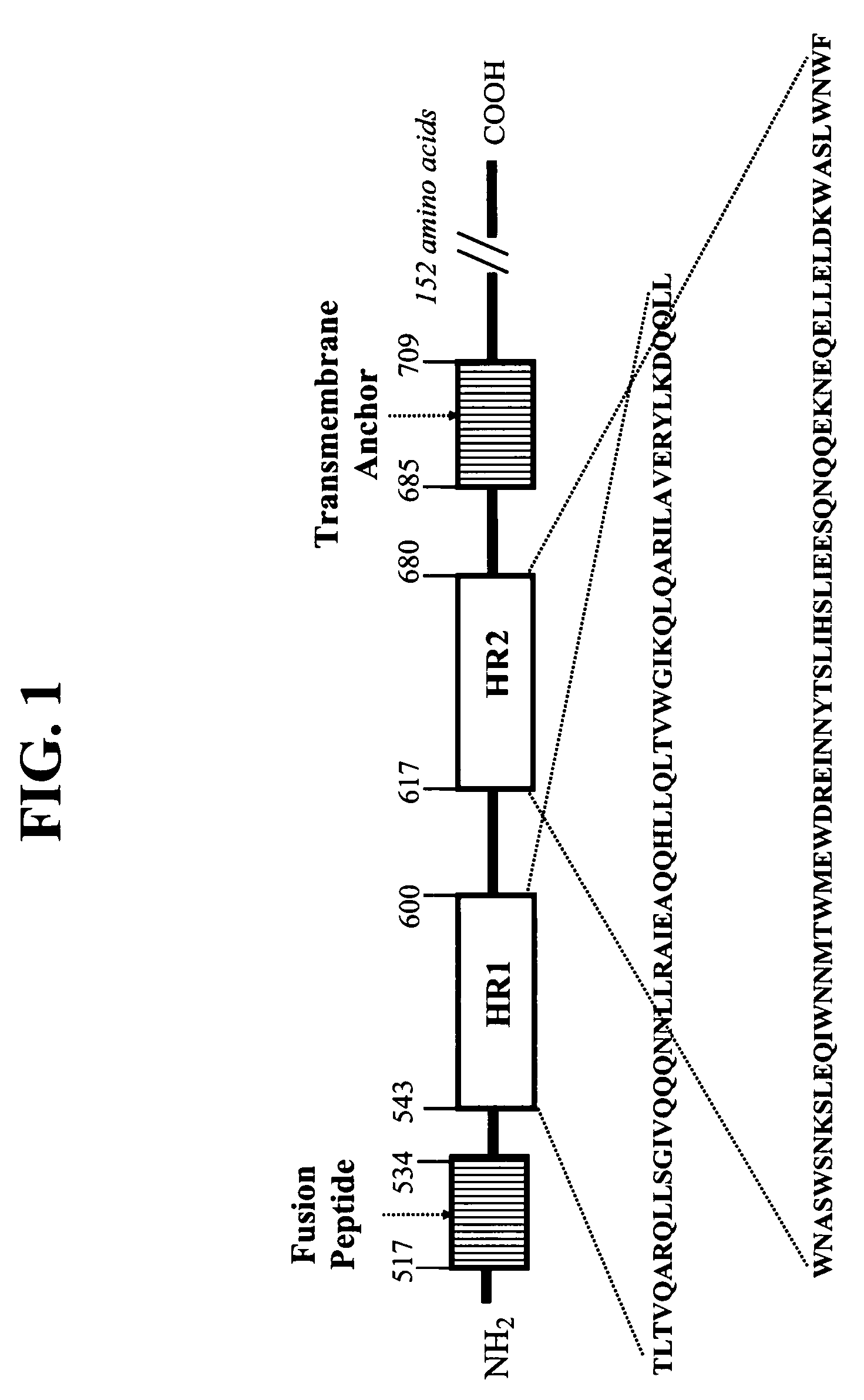 HIV fusion inhibitor peptides with improved biological properties