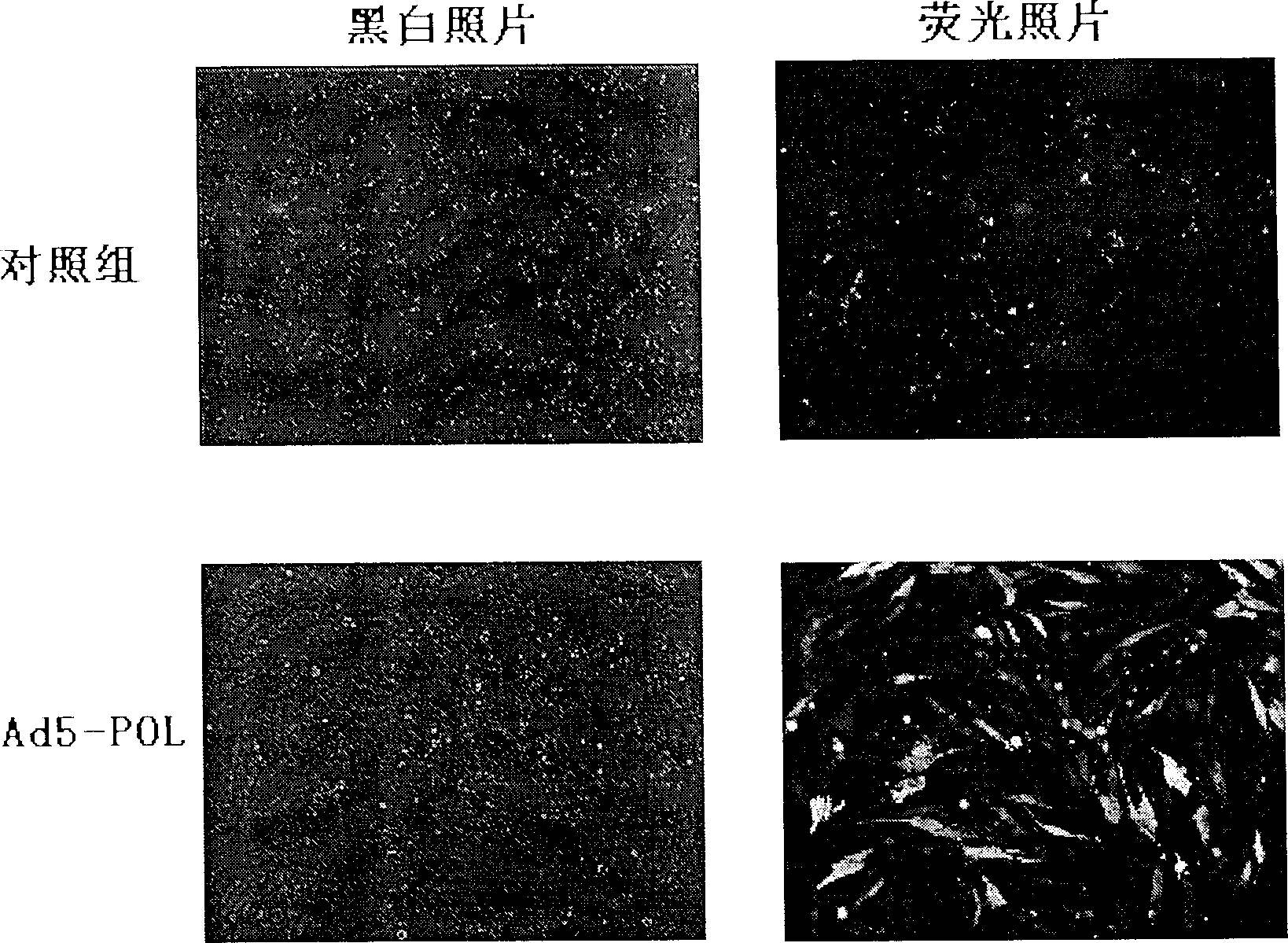 siRNA capable of inhibiting foot and mouth disease virus replication and infection and its preparation method