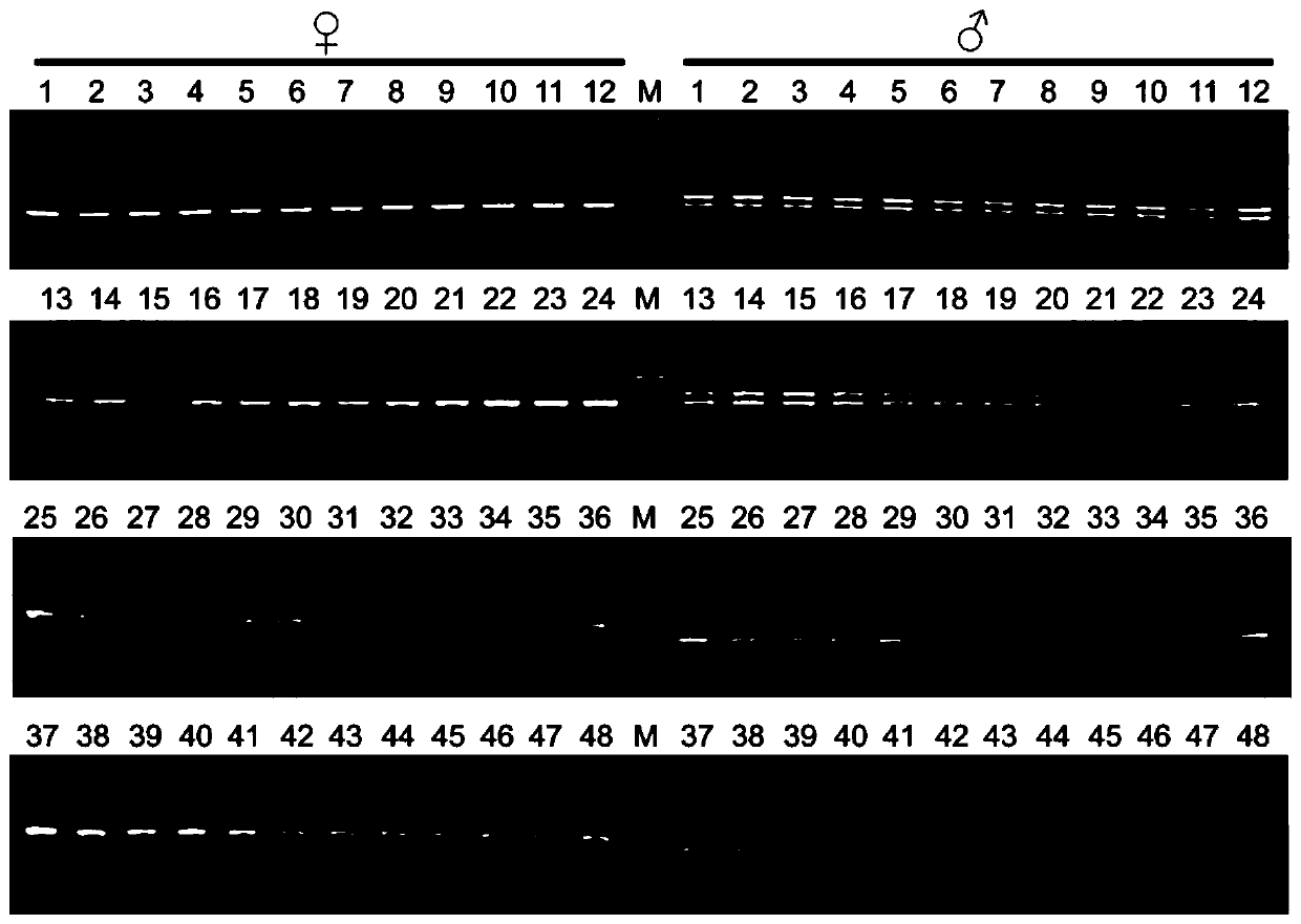 Specific molecular markers of sex chromosomes of silurus meridionalis and genetic sex identification method and unisexual fish production method based on molecular markers