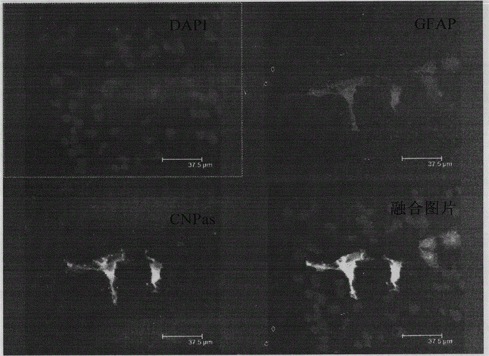 A method for preparing tissue-engineered spinal cord using dermal-derived mesenchymal stem cells