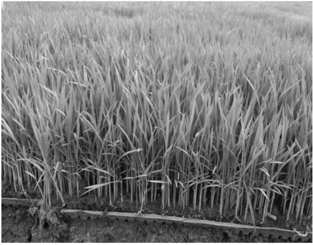 Method for preparing plate-type straw biological seedling culture medium with dry process