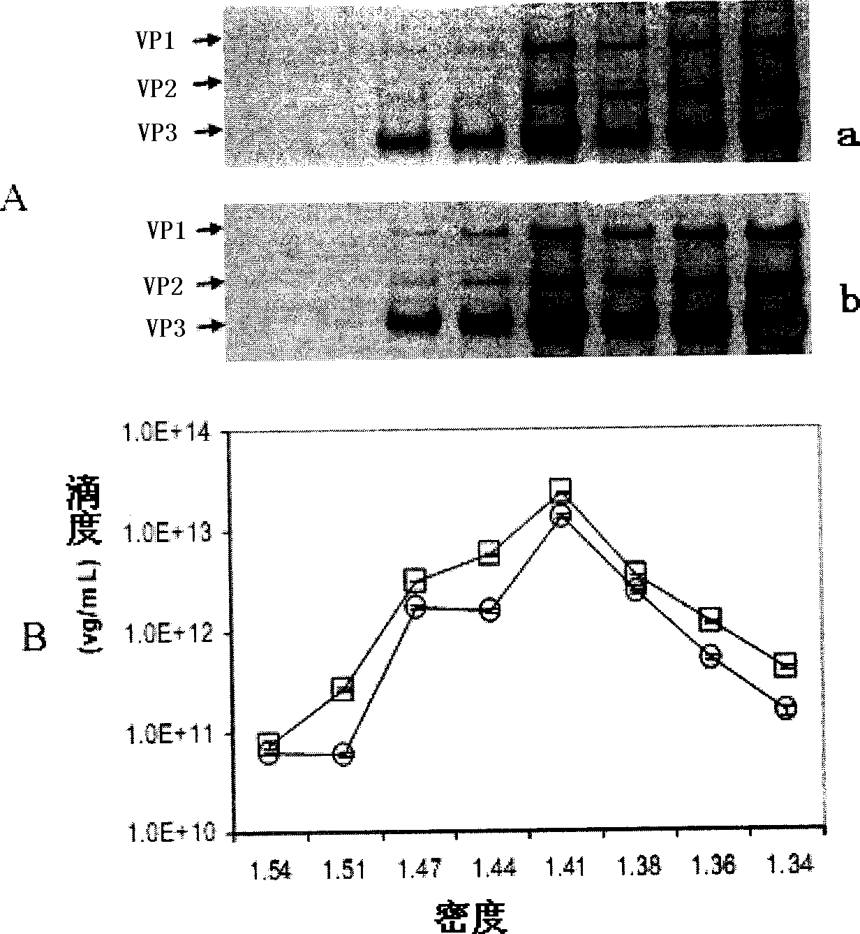 New type cell special gene HAAVmir containing microRNA combined sequence for gene treating