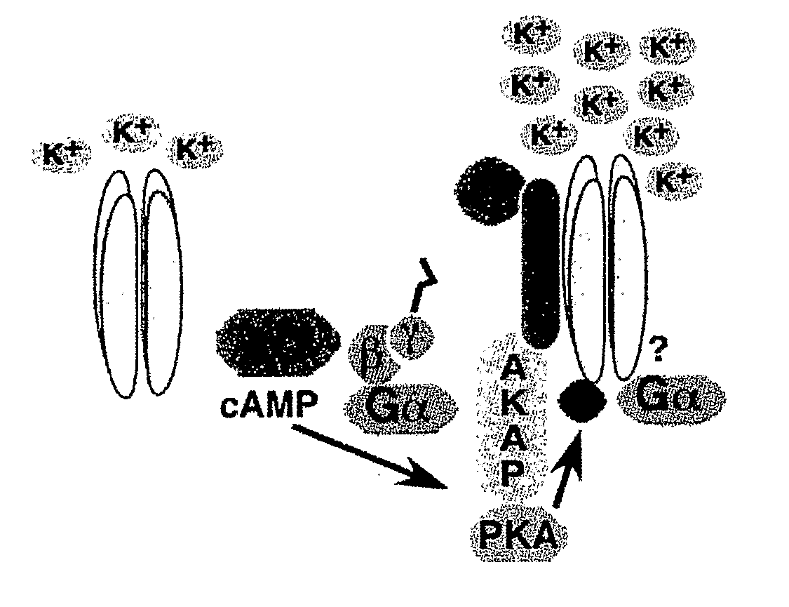 Use Of Rottlerin And Its Derivatives As Activators Of BK Channel For Therapy Of Hypertension And Related Disorders