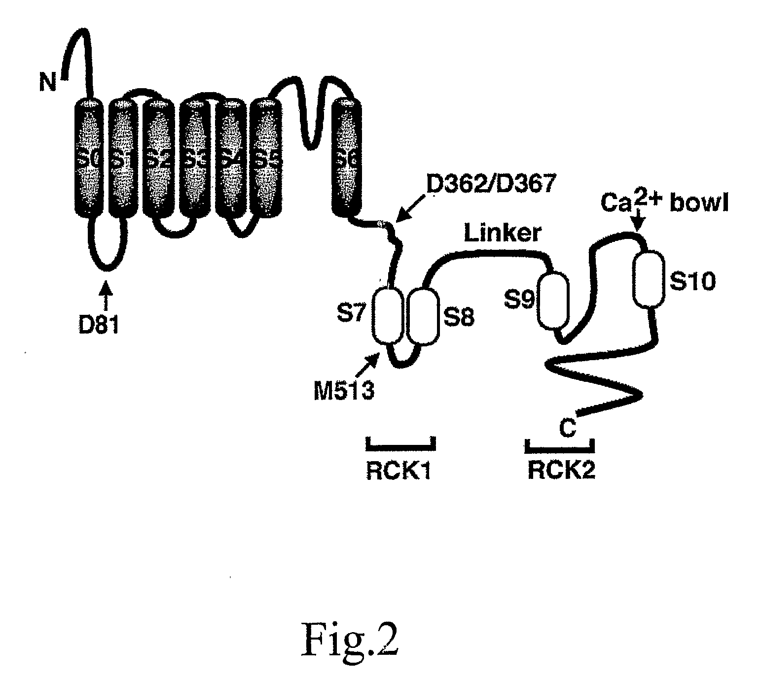 Use Of Rottlerin And Its Derivatives As Activators Of BK Channel For Therapy Of Hypertension And Related Disorders