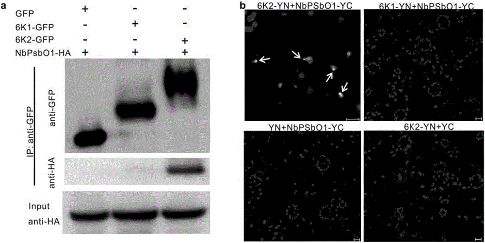 Screening and application of plant antiviral new target PsbO1