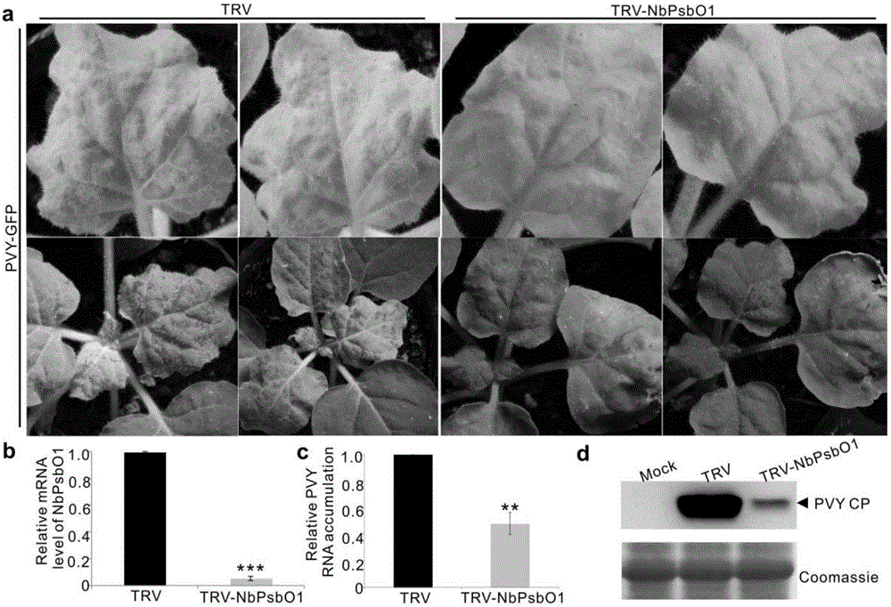 Screening and application of plant antiviral new target PsbO1