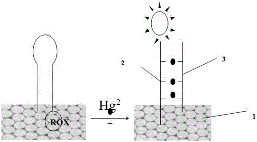 Preparation and application of mercury ion sensor based on photonic crystal enhanced fluorescence