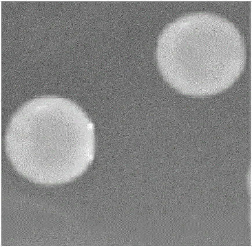 Wickerhamomyces anomalus strain low in urea yield and capable of producing flavor and application thereof to food production