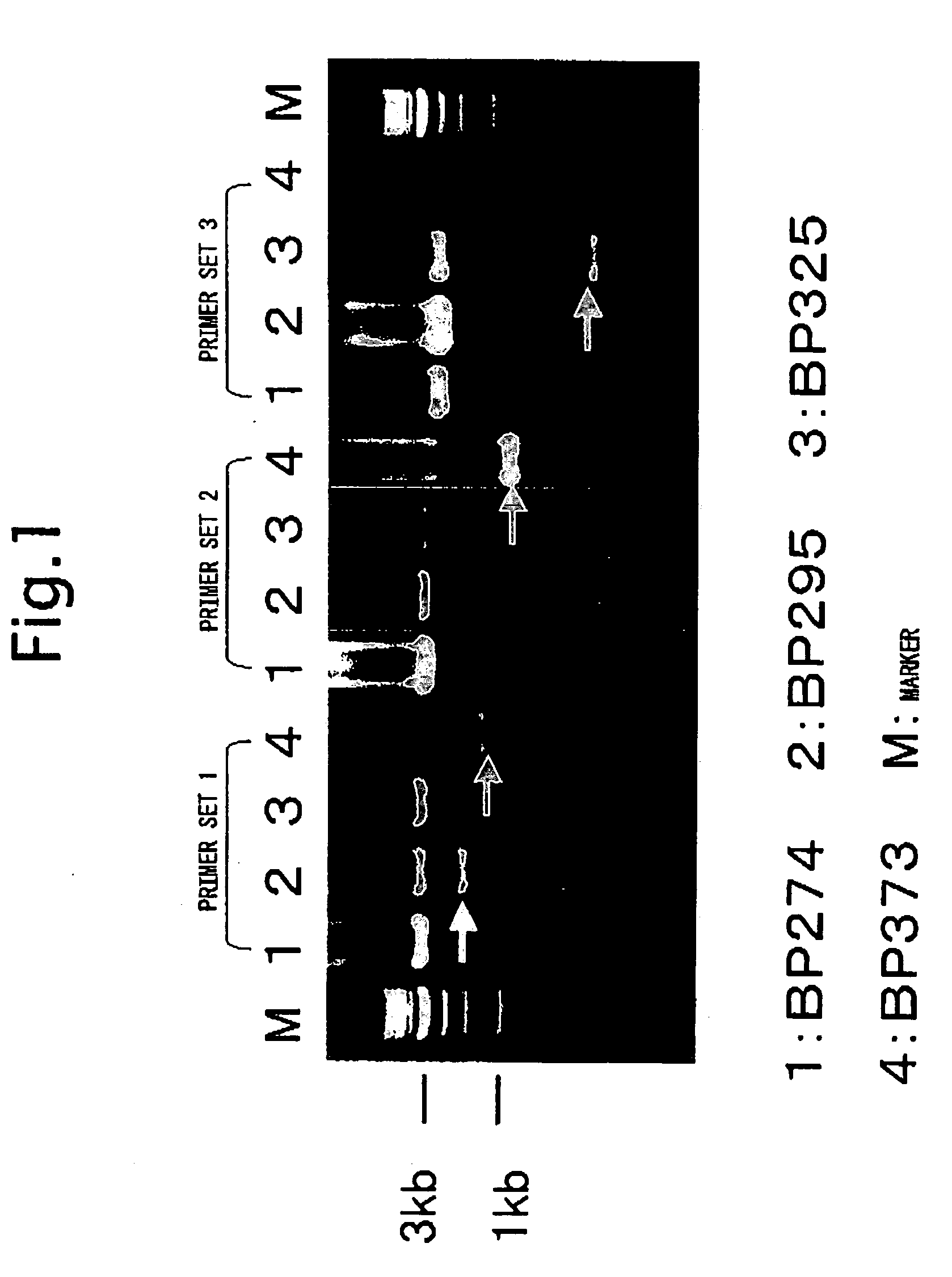 Hcv rna having novel sequence