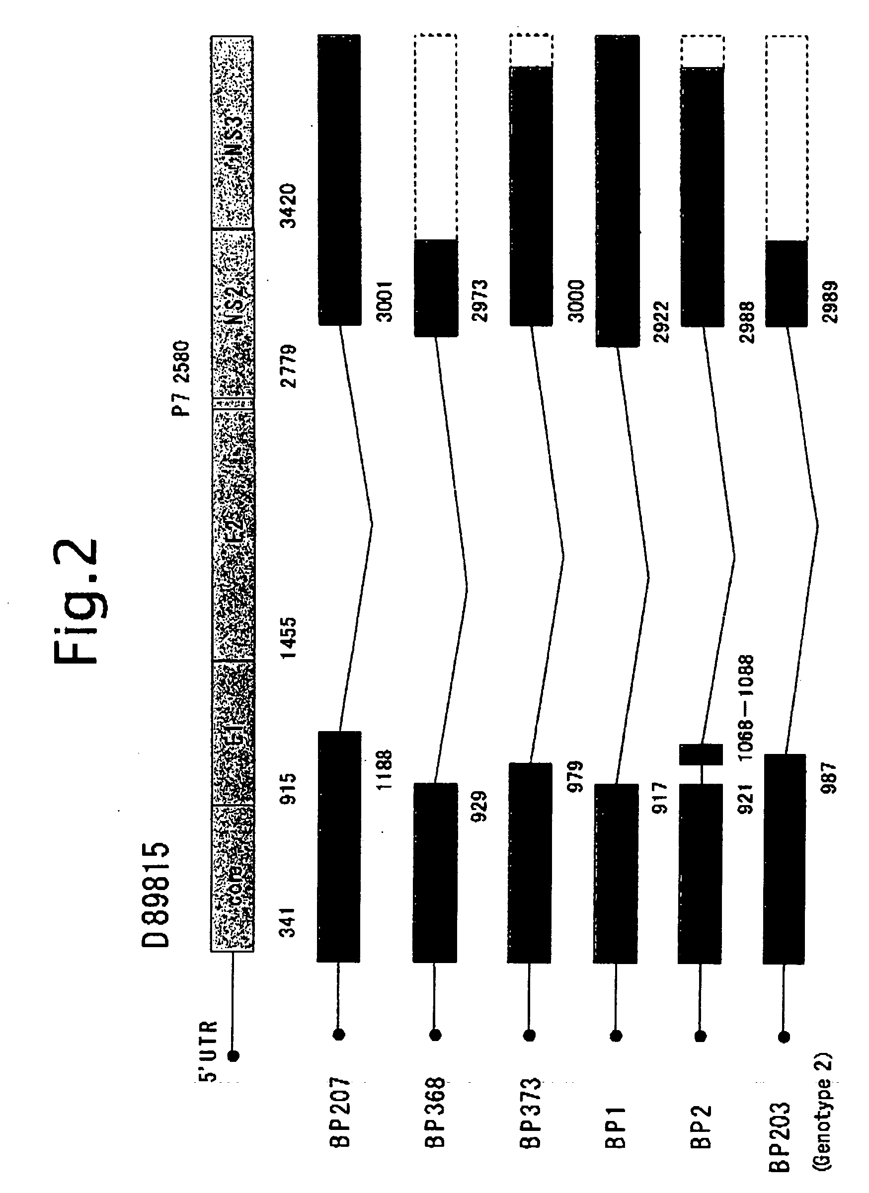 Hcv rna having novel sequence