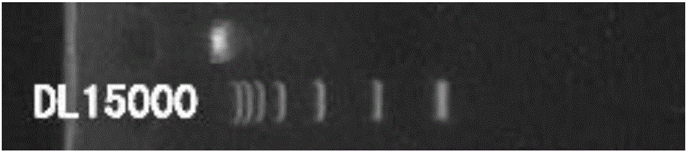 Method for detecting material sources of meat products on basis of short-sequence high-throughput sequencing