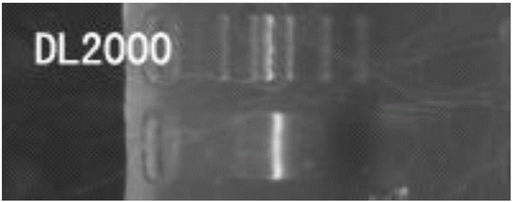 Method for detecting material sources of meat products on basis of short-sequence high-throughput sequencing