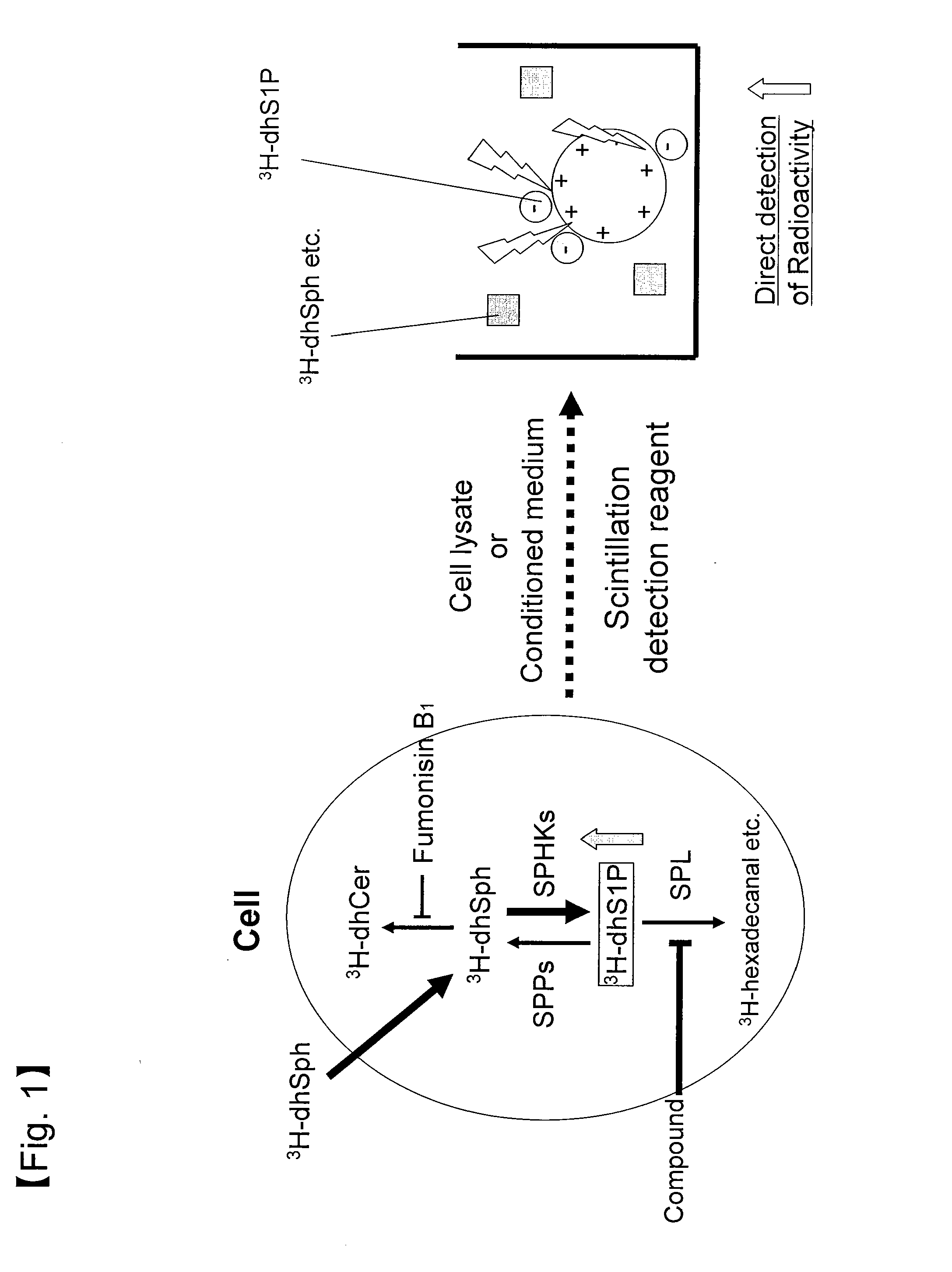 Method for Screening for S1P Lyase Inhibitors Using Cultured Cells