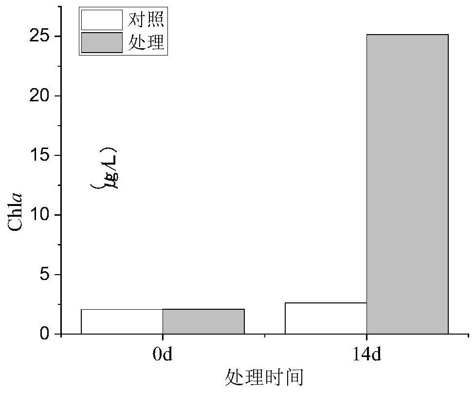 Ecological prevention and control method for inhibiting moss growth by applying immobilized phycomycetes