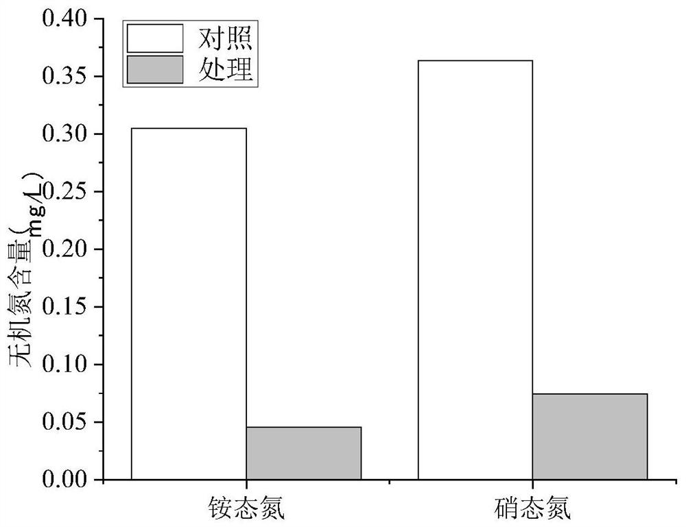 Ecological prevention and control method for inhibiting moss growth by applying immobilized phycomycetes