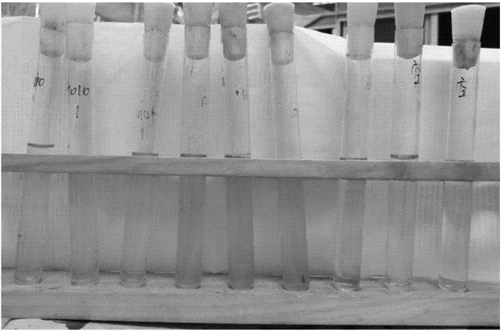 Method for high-density culture of ready-to-use lactobacillus plantarum, freeze-dried powder prepared by method and application