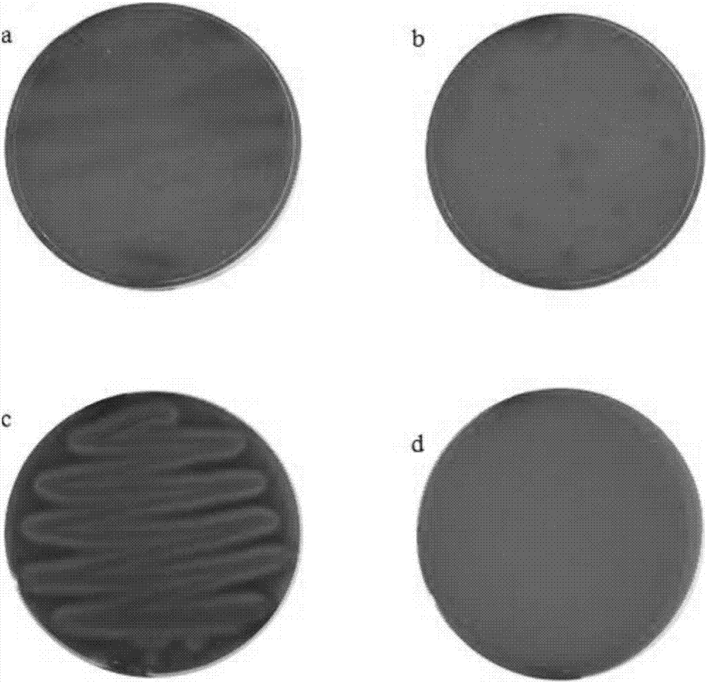 Method for high-density culture of ready-to-use lactobacillus plantarum, freeze-dried powder prepared by method and application