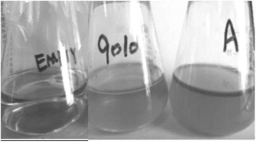 Method for high-density culture of ready-to-use lactobacillus plantarum, freeze-dried powder prepared by method and application