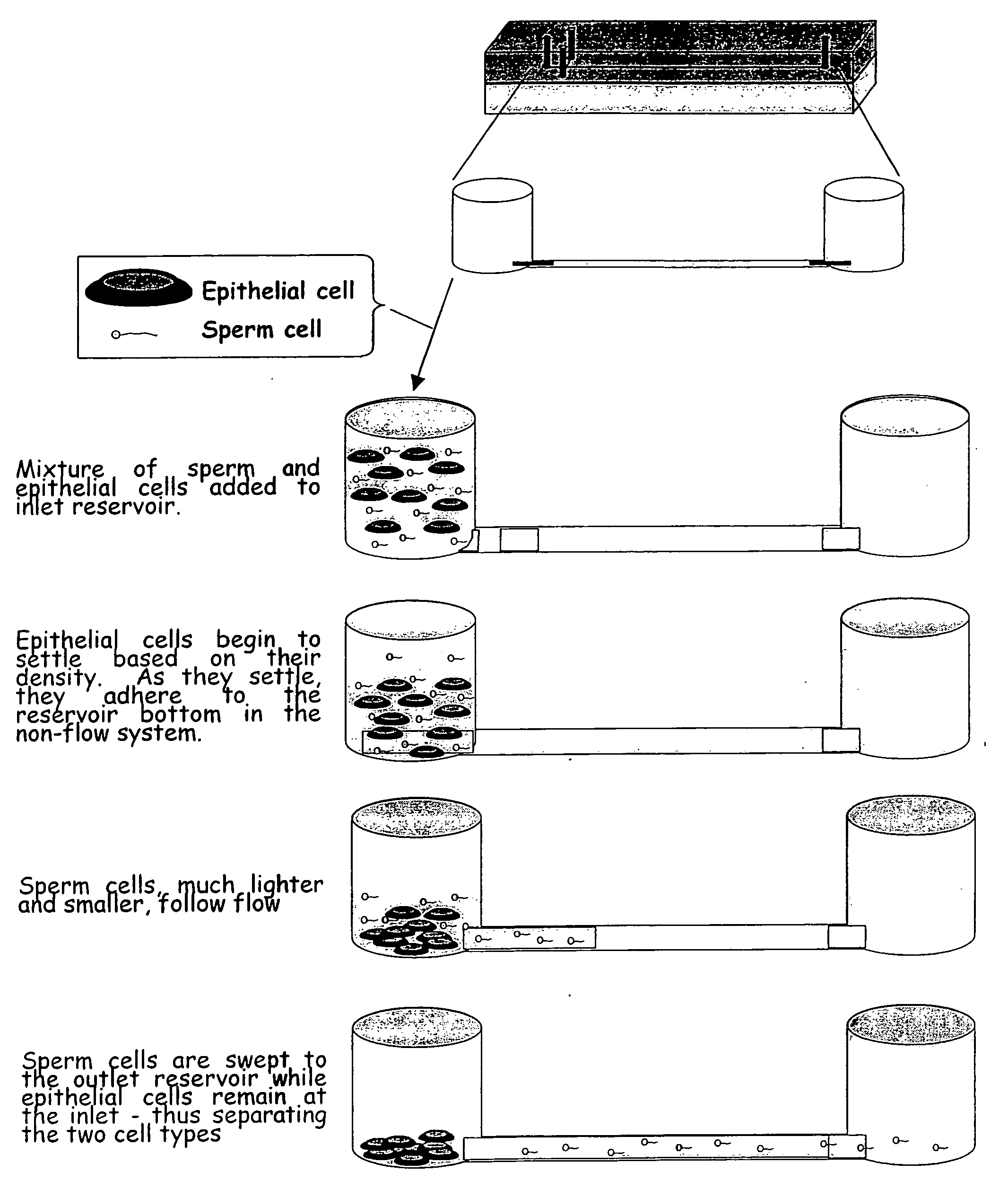 Isolation of sperm cells from other biological materials using microfabricated devices and related methods thereof