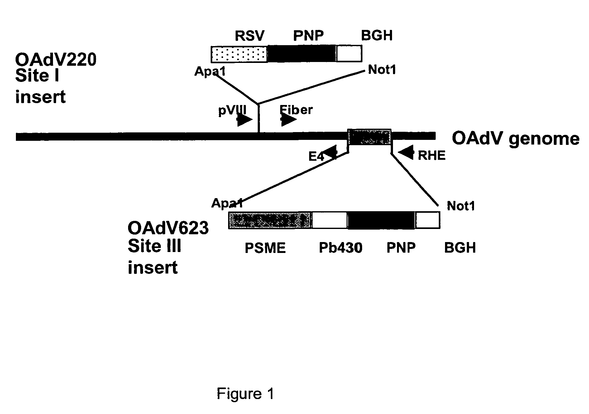 Regulatory constructs comprising intron 3 of prostate specific membrane antigen gene