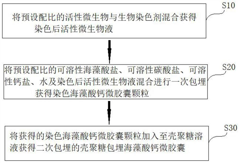 Preparation method and microscopic examination method of chitosan embedded calcium alginate microcapsule