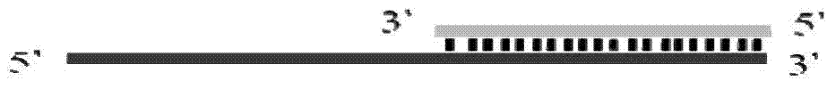 Method for implementing targeted cleavage on arbitrary nucleic acid