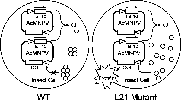 Rhabdovirus expression vector capable of relieving high-titer inhibition