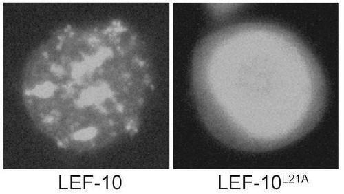 Rhabdovirus expression vector capable of relieving high-titer inhibition