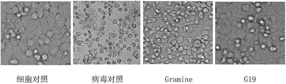 Applications of Gramine and derivatives thereof to preparation of medicaments for resisting adenovirus Type 7