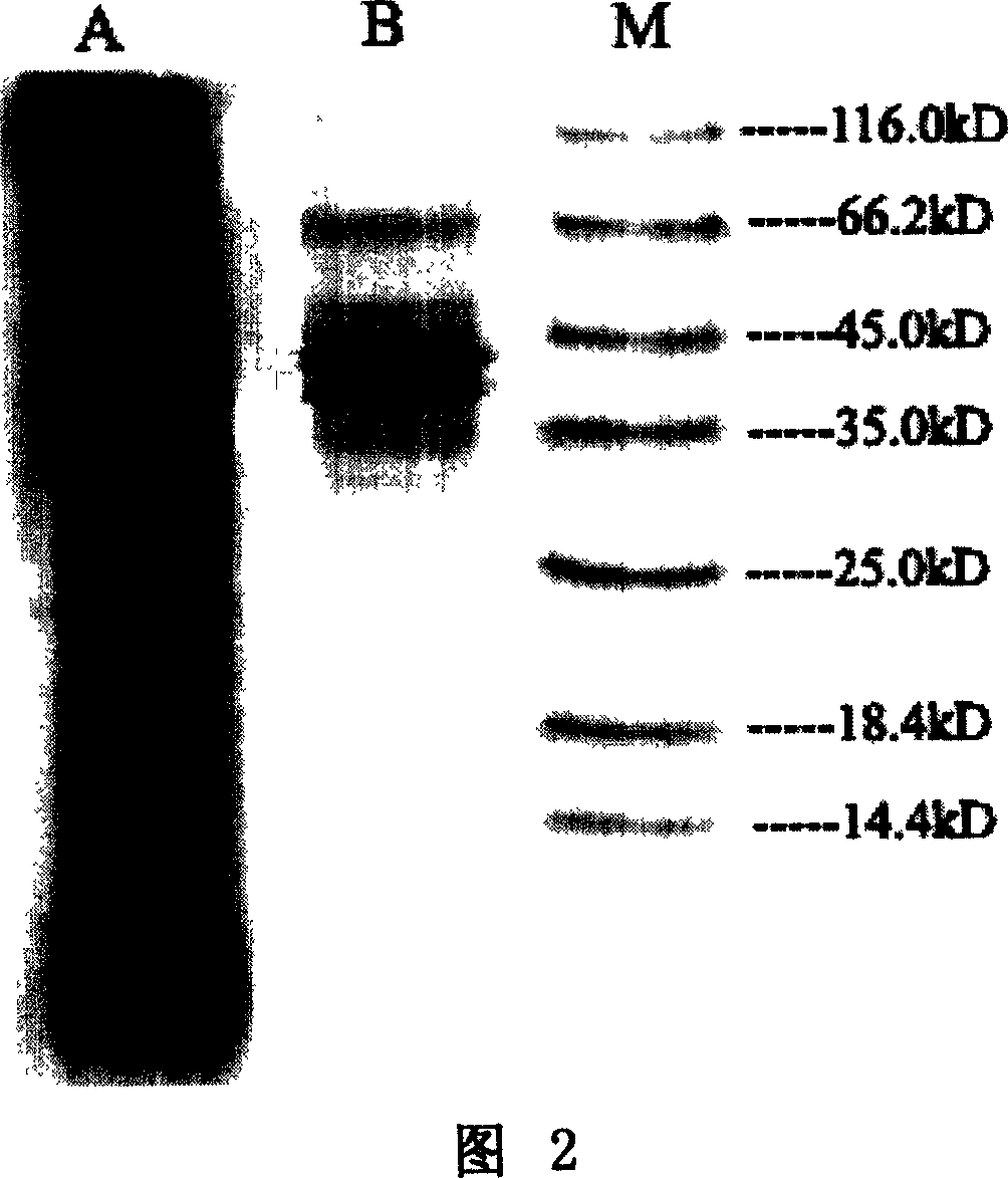 Method of purifying and combining human interleukins 12