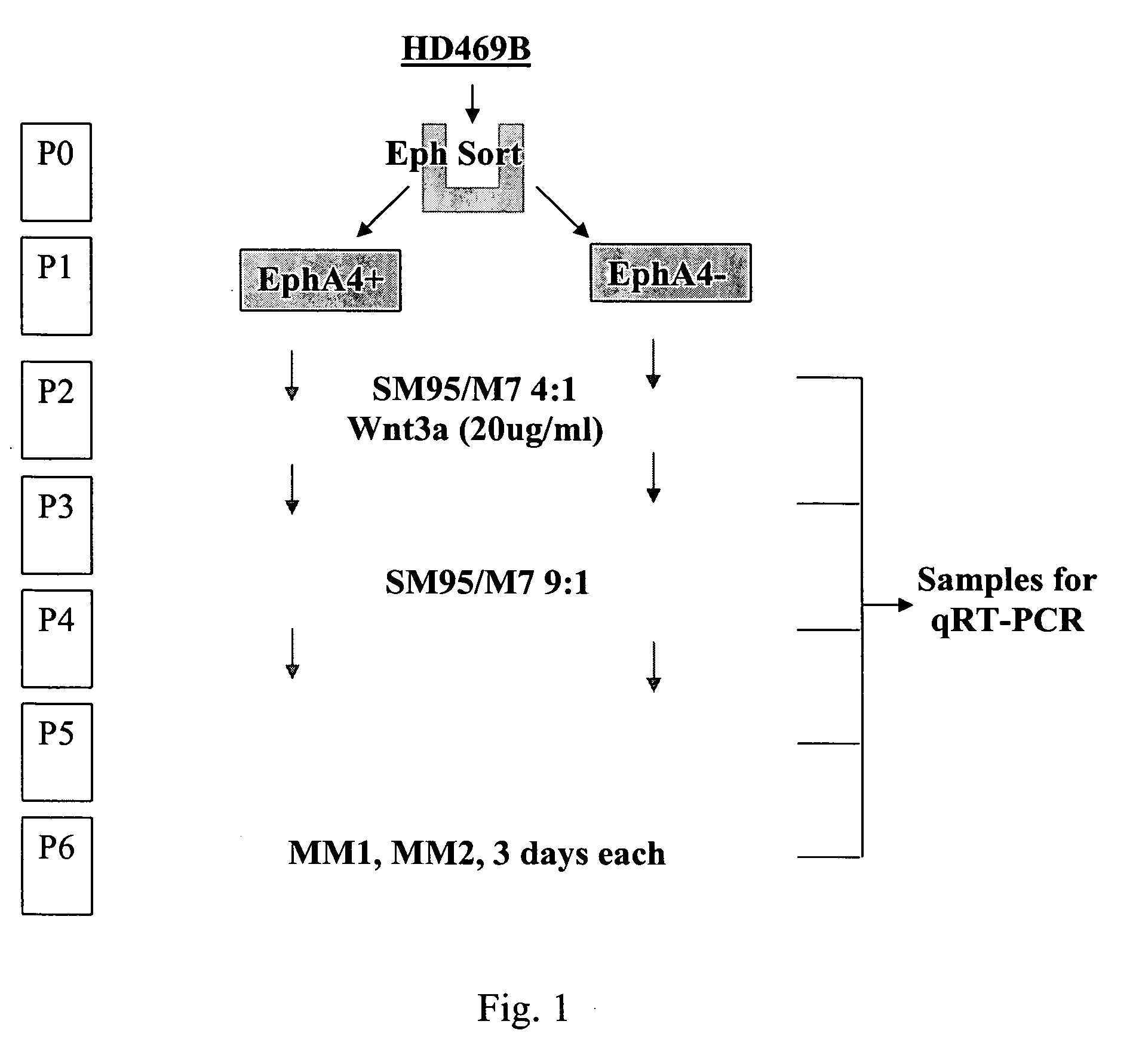 EphA4-positive human adult pancreatic endocrine progenitor cells