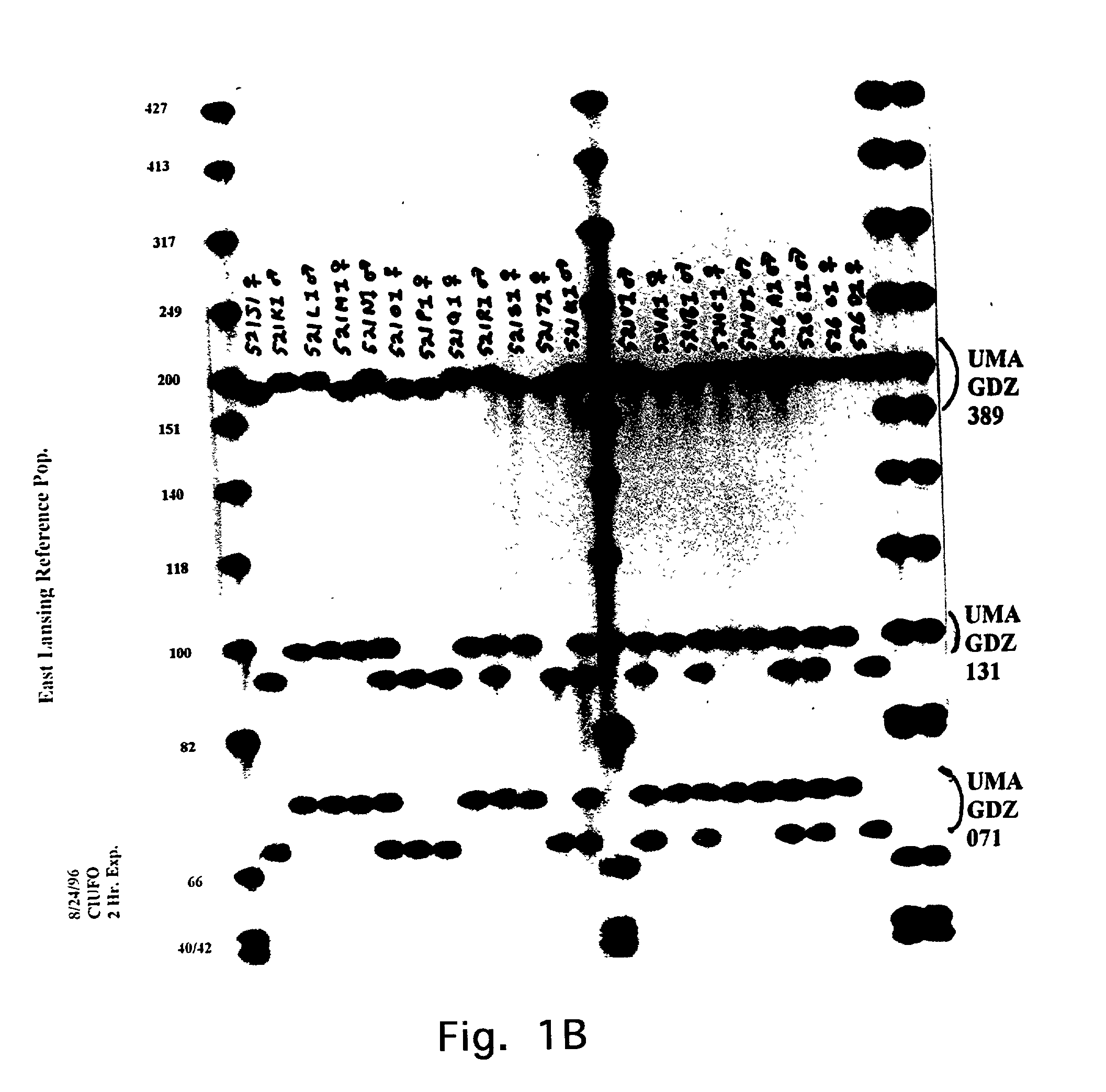 Z-chromosomal markers derived from chicken (gallus domesticus) and use thereof in chromosomal mapping