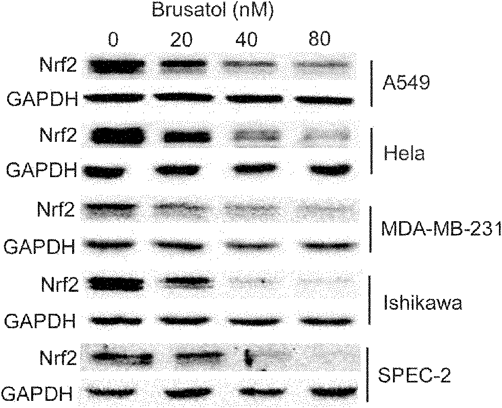 Application of brusatol as chemotherapeutic drug synergist