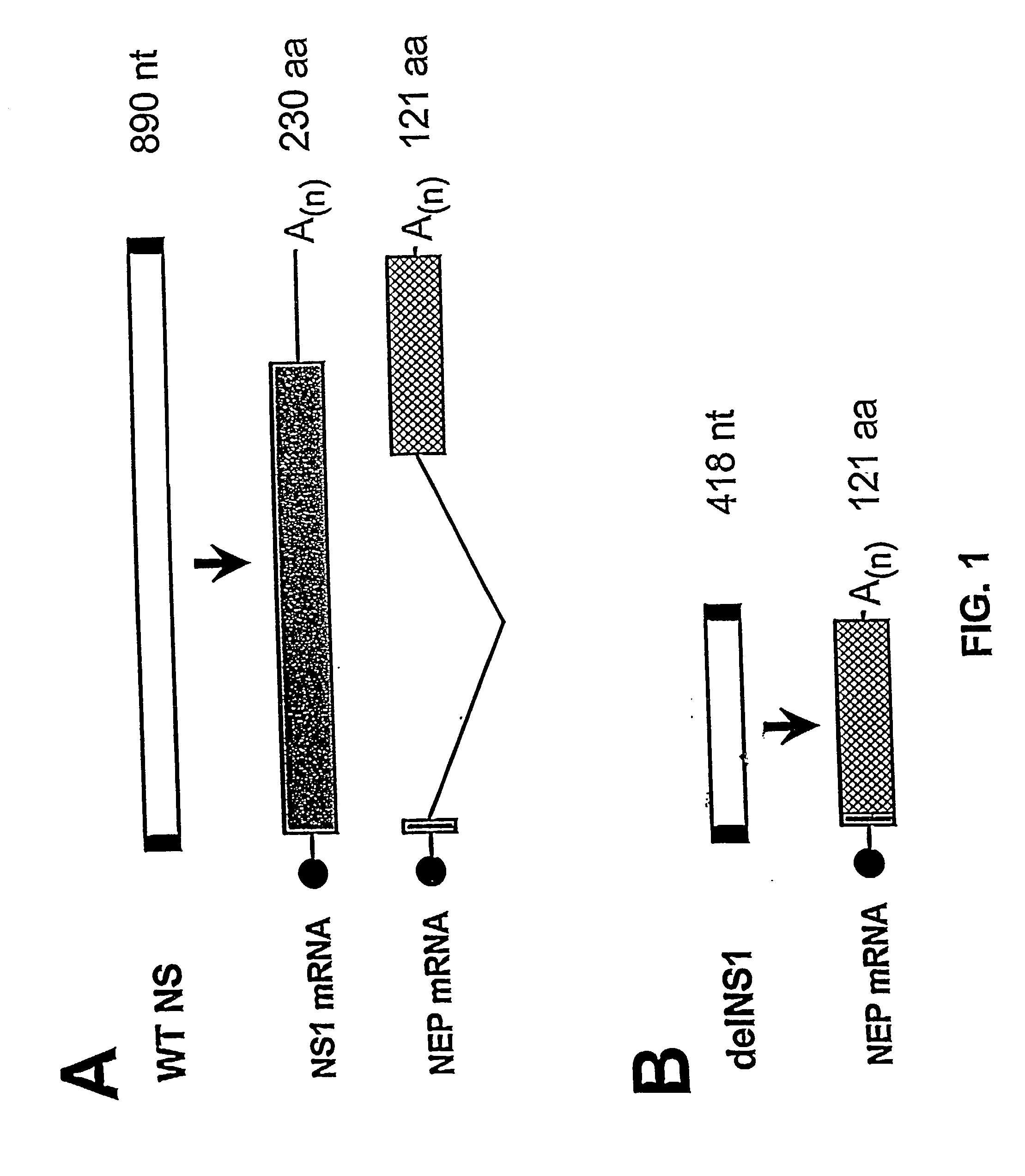 Interferon inducing genetically engineered attenuated viruses