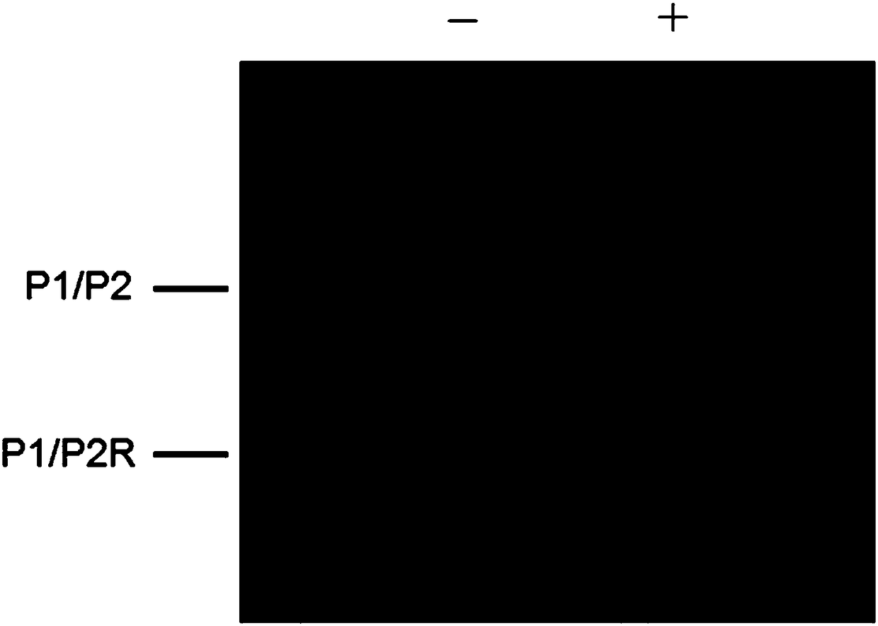 Method for detecting DNA glycosylase activity by alpha-hemolysin nanopores