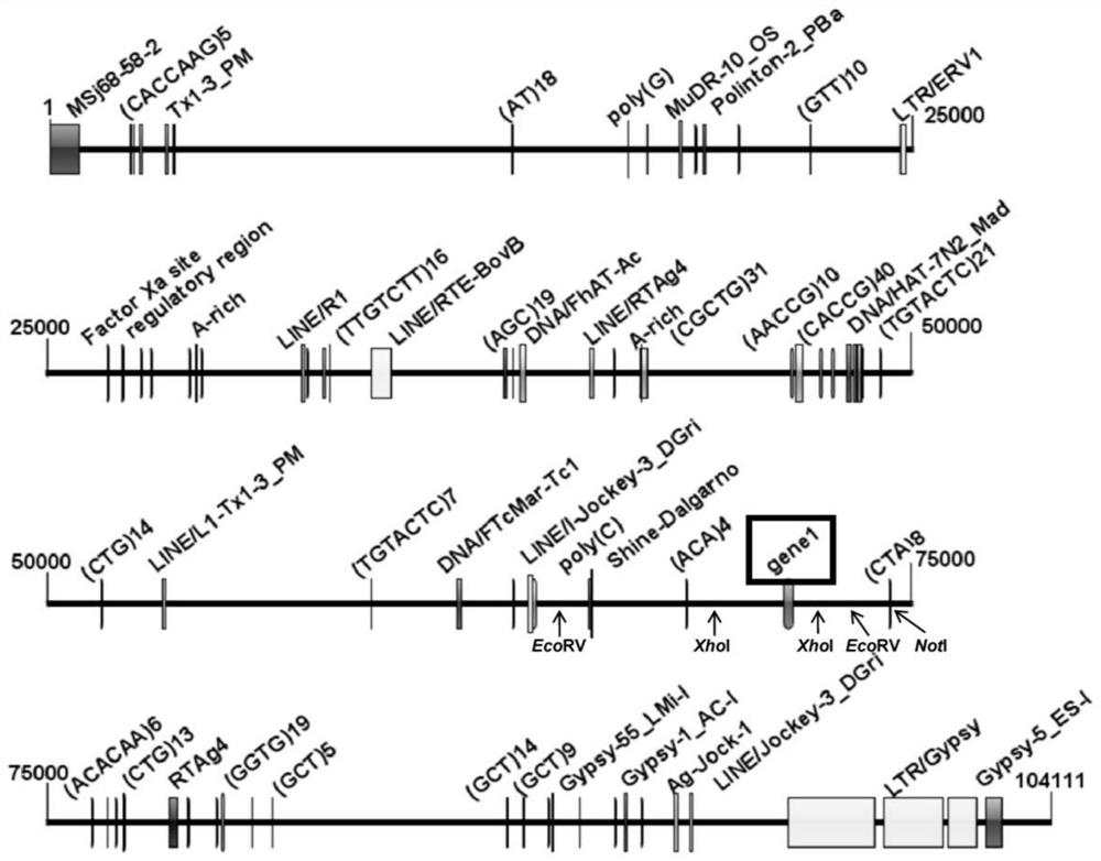 Saccharina japonica female gametophyte specific molecular marker FSMSJ-1294 and application thereof