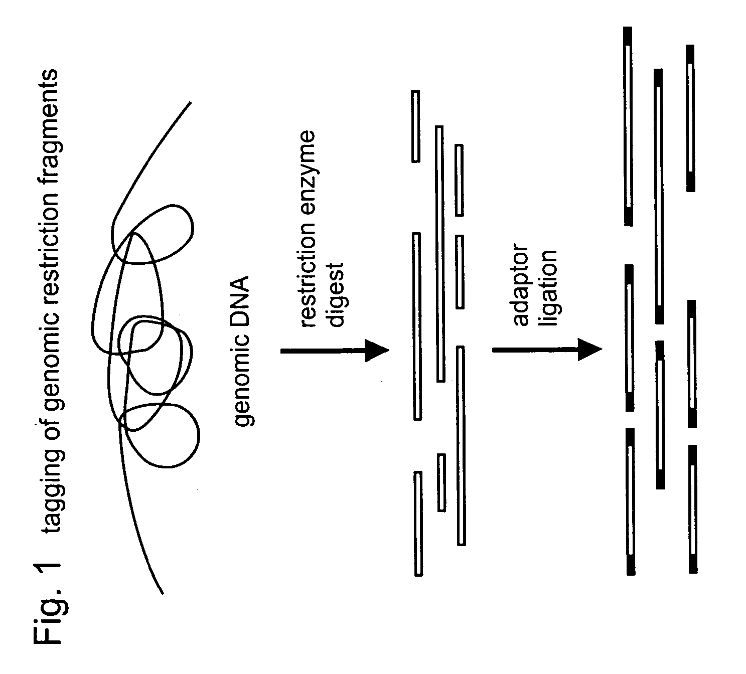 Selective restriction fragment amplification: fingerprinting