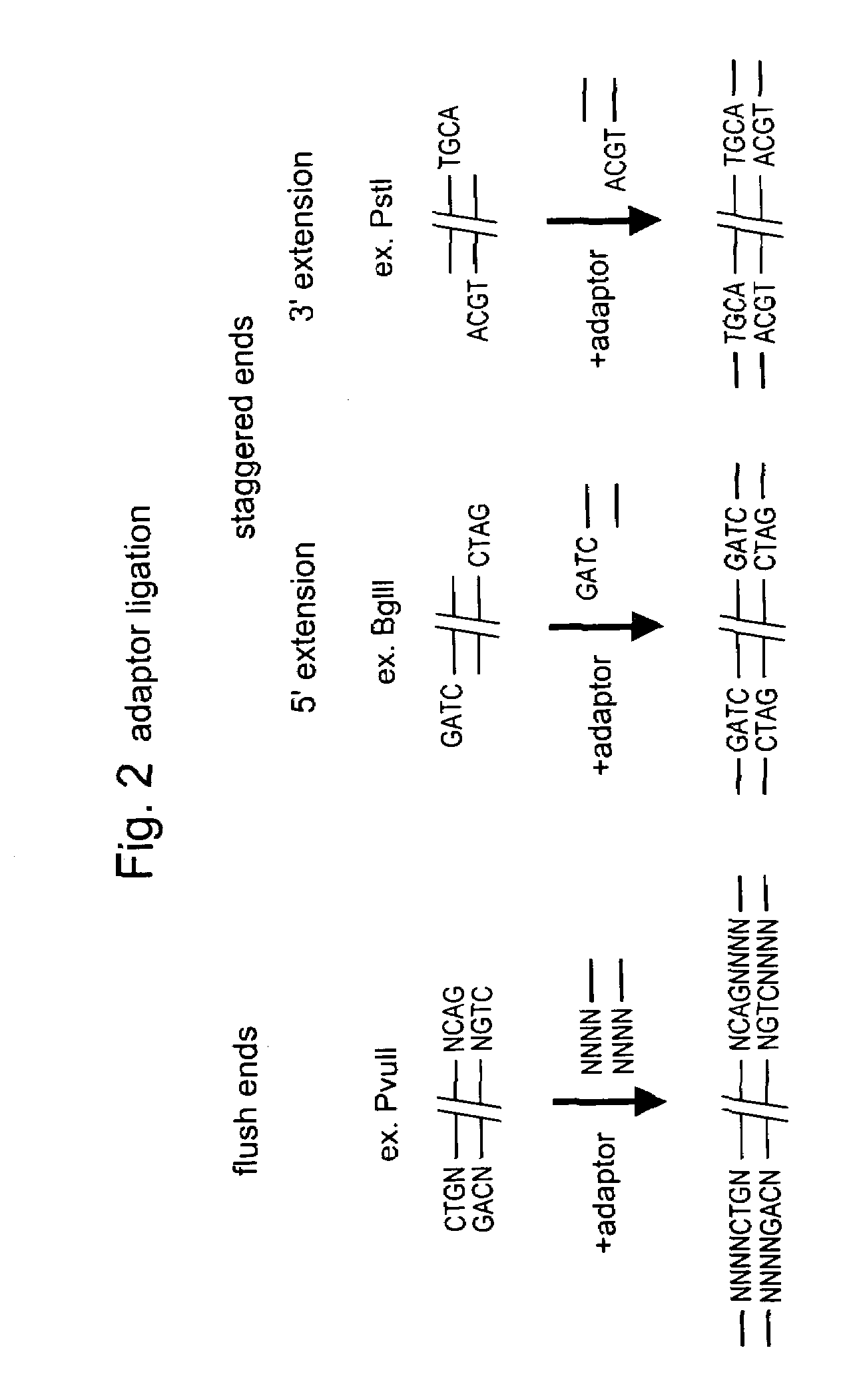 Selective restriction fragment amplification: fingerprinting