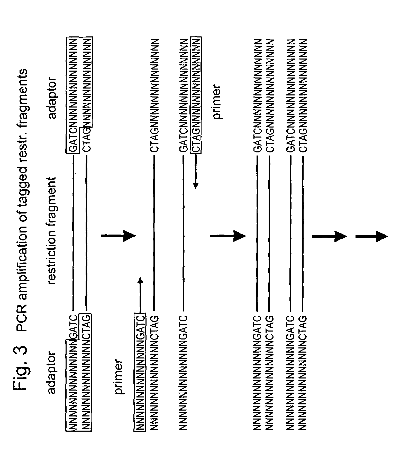 Selective restriction fragment amplification: fingerprinting