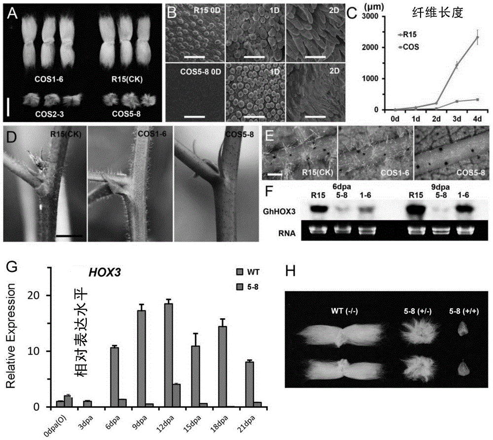 Applications of HOX3 gene in improving cotton fiber elongation property