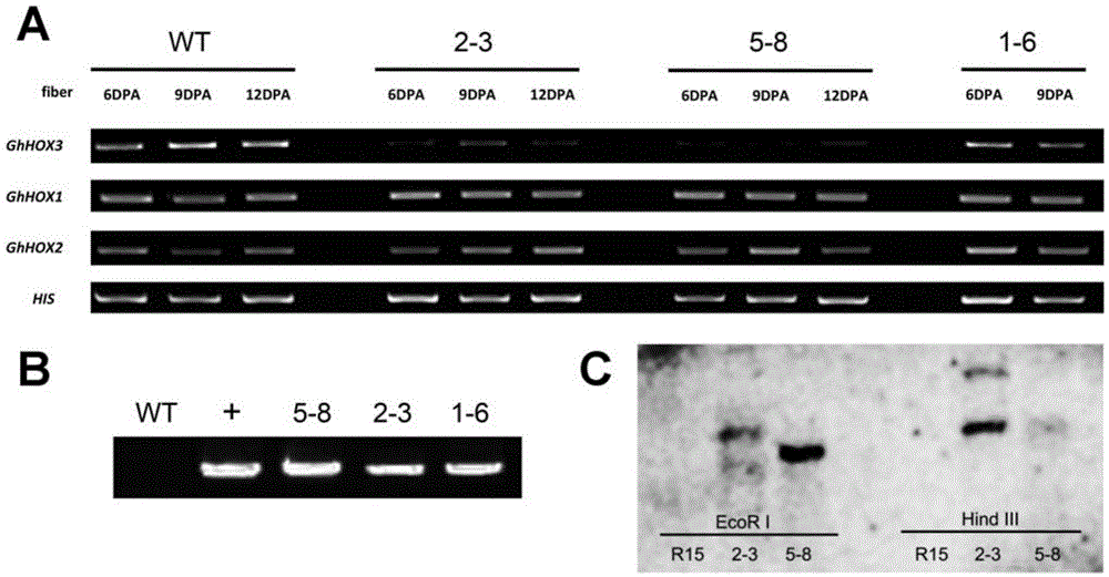 Applications of HOX3 gene in improving cotton fiber elongation property