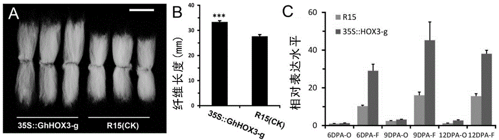 Applications of HOX3 gene in improving cotton fiber elongation property