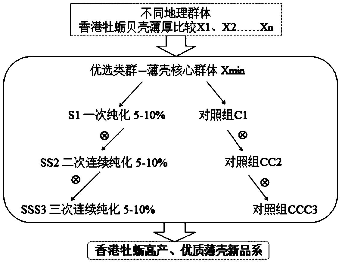 Breeding method of new thin-shell crassostrea hongkongensis variety