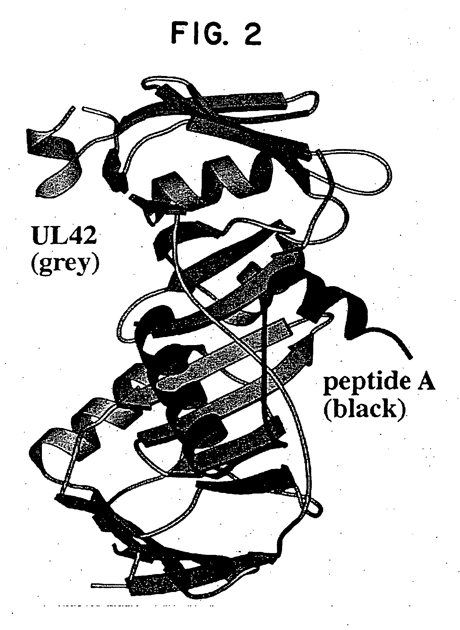 Structure-based approach to design of protein-processivity factor interactions