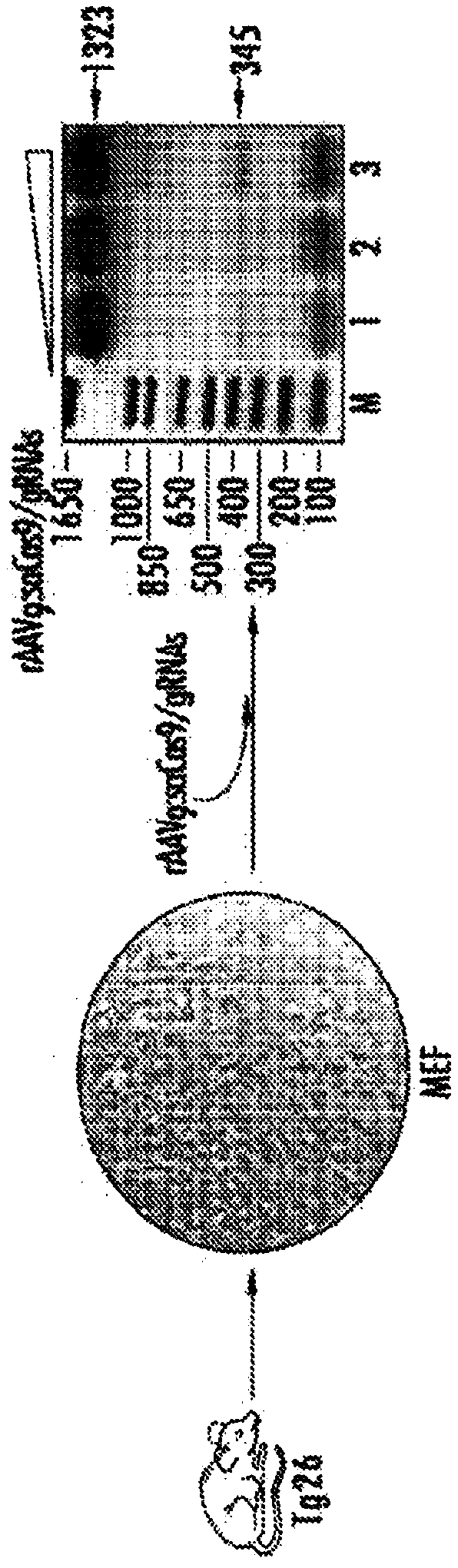 Excision of retroviral nucleic acid sequences