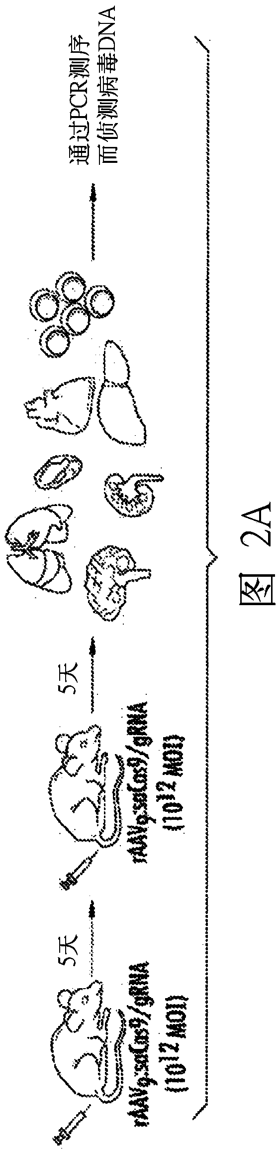 Excision of retroviral nucleic acid sequences