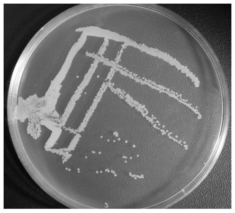 Biocontrol preparation and application thereof in prevention and treatment of pratylenchus coffea