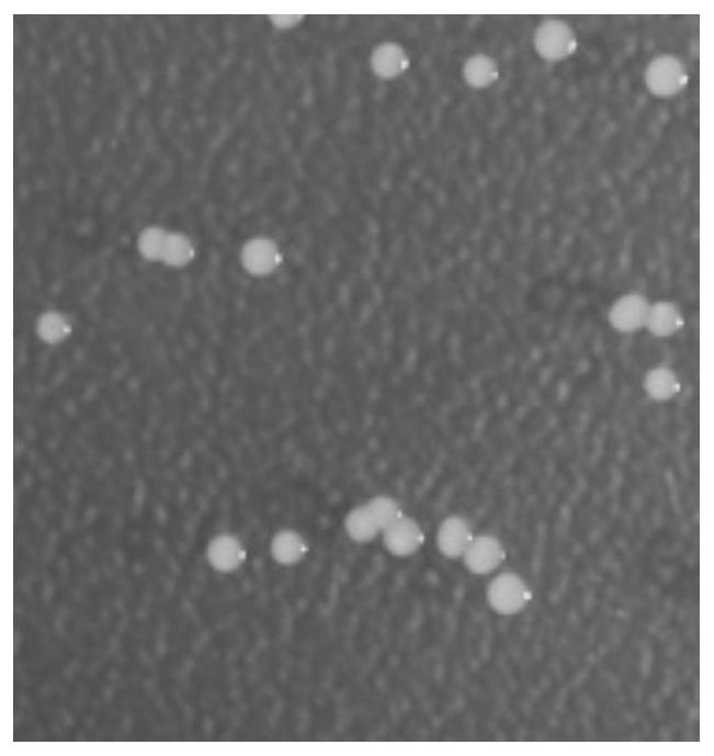 Biocontrol preparation and application thereof in prevention and treatment of pratylenchus coffea